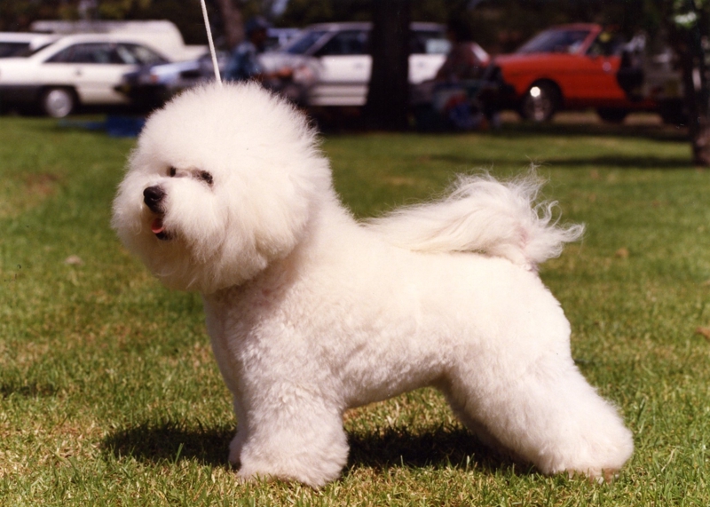 Bichon Frise Cabal Candids