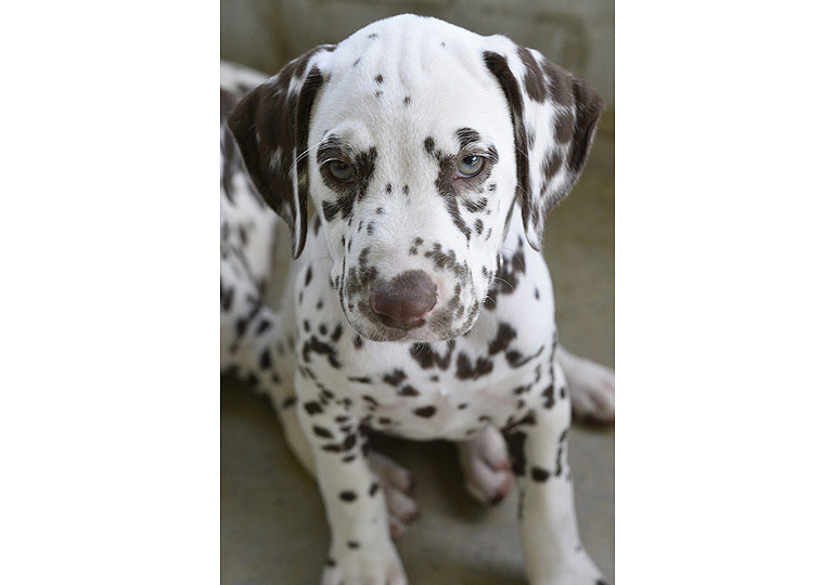 Breeder Gallery Large Image
