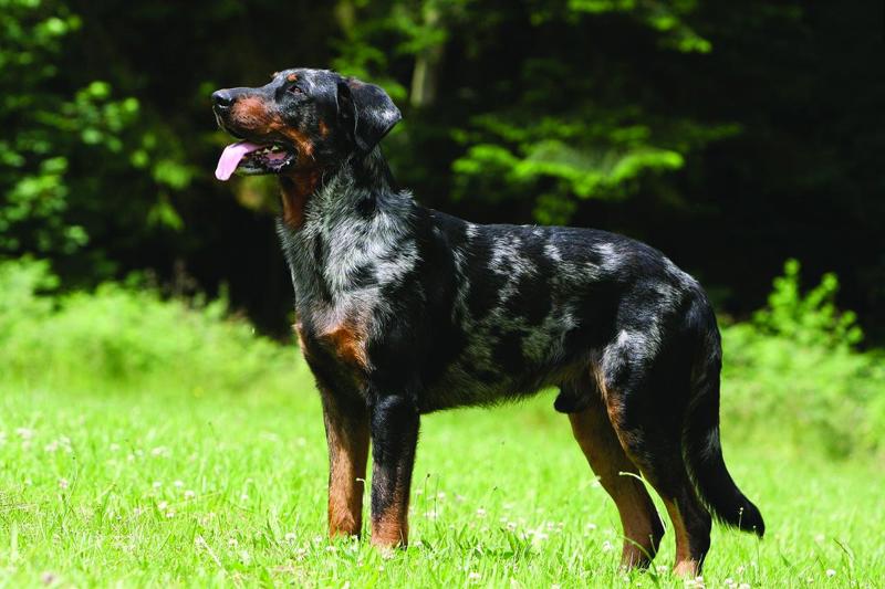 Beauceron.pets4homes.co. uk