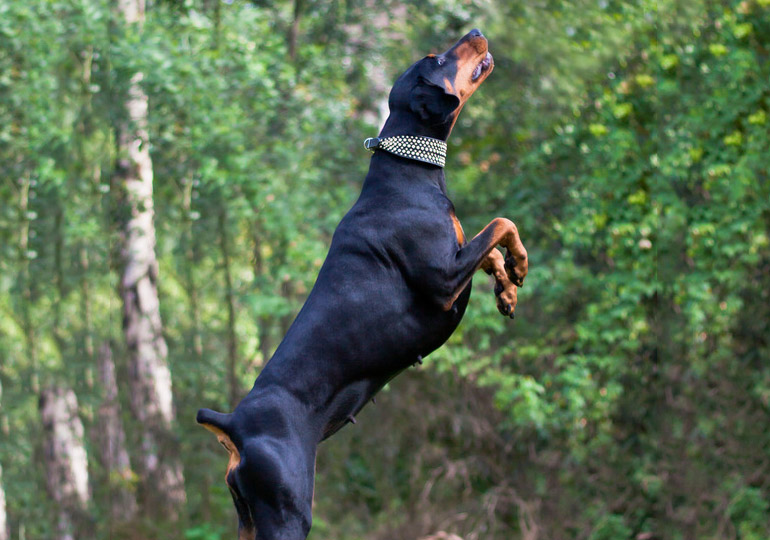 Breeder Gallery Large Image