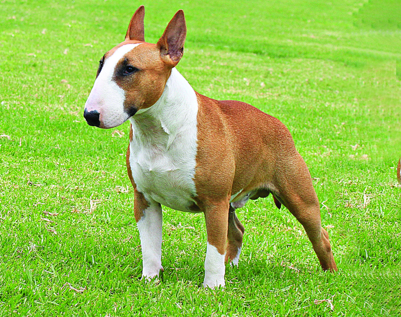 2. Cabal Canine Candids
