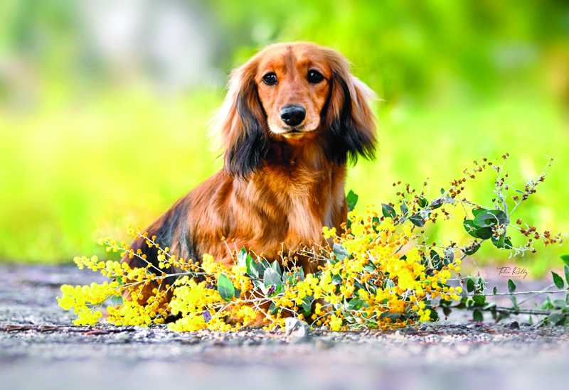 2. Submitted taken by Talia Kelly. Nicholyev Standard Smooths and Miniature Long Dachshunds