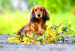 2. Submitted taken by Talia Kelly. Nicholyev Standard Smooths and Miniature Long Dachshunds