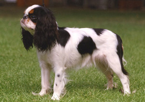 king_charles_spaniel
