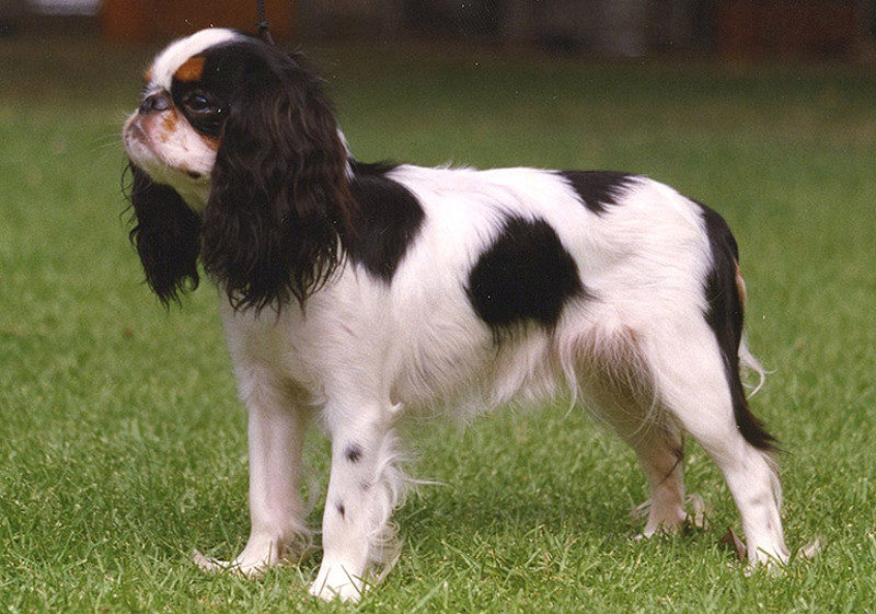 Breed Standard - King Charles Spaniel