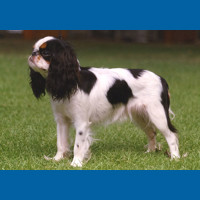 king_charles_spaniel