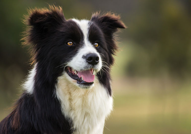Breeder Gallery Large Image