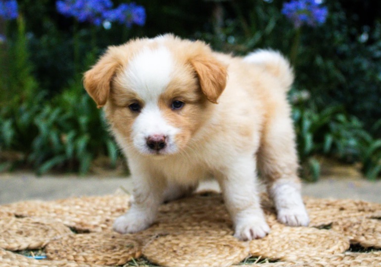 Breeder Gallery Large Image