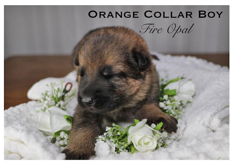 Breeder Gallery Large Image