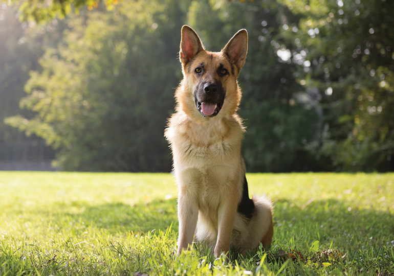 german_shepherd_dog