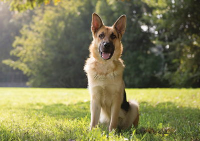 german_shepherd_dog
