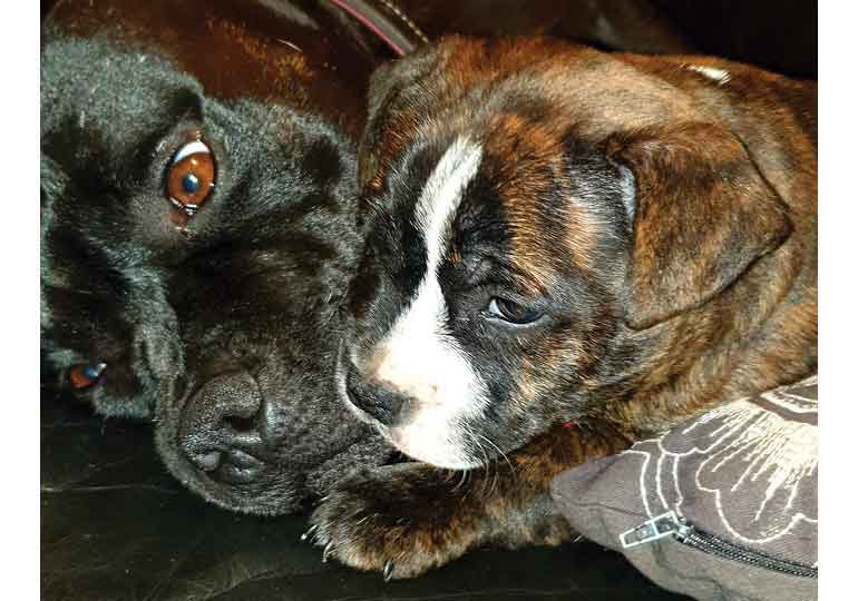 Breeder Gallery Large Image