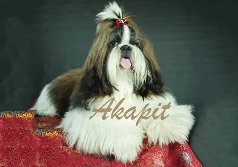 Breeder - Mrs Kate Papierniak