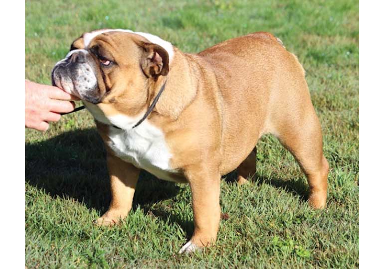 Breeder Gallery Large Image