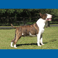 bull_terrier
