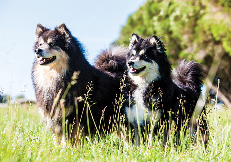 finnish_lapphund