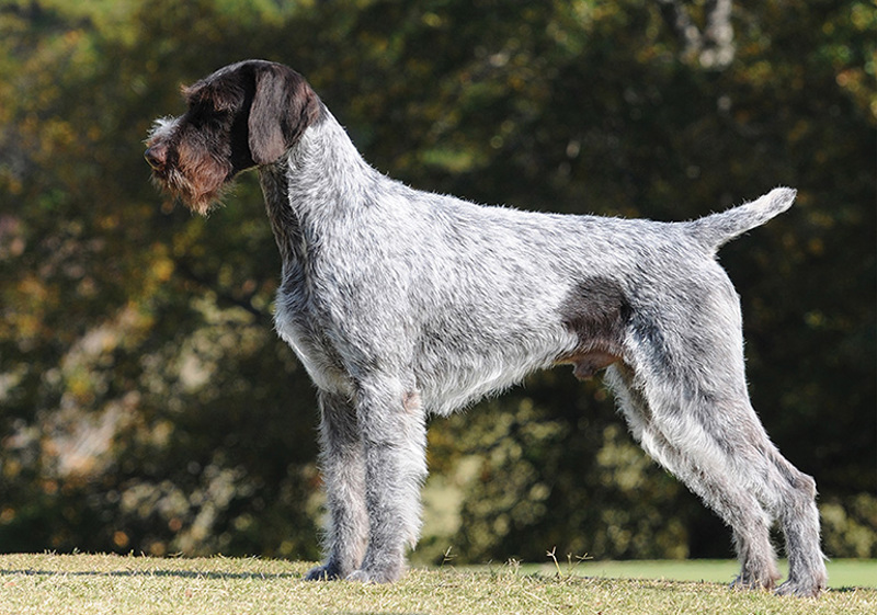 Breed Standard - German Wirehaired Pointer