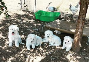 Breeder - Mrs G Robins