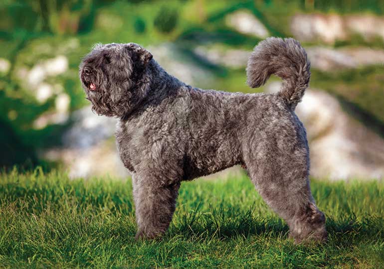 bouvier_des_flandres