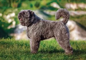 bouvier_des_flandres