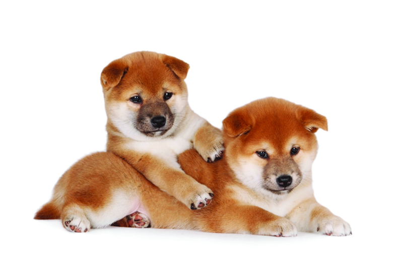 by jussi_fruit. shutterstock_409275775