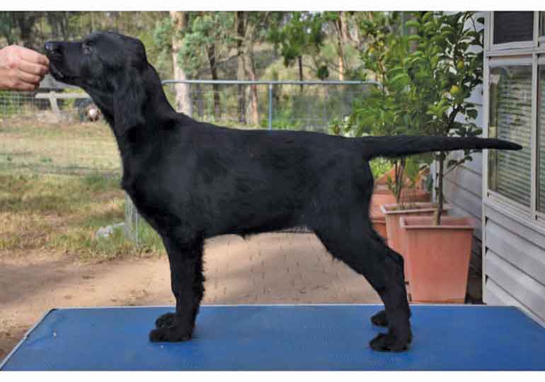 Breeder Gallery Large Image