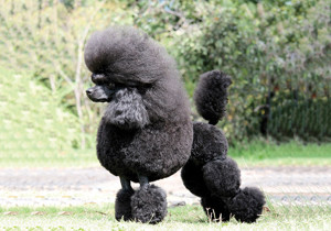 poodle__toy_