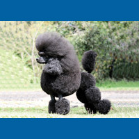 poodle__toy_