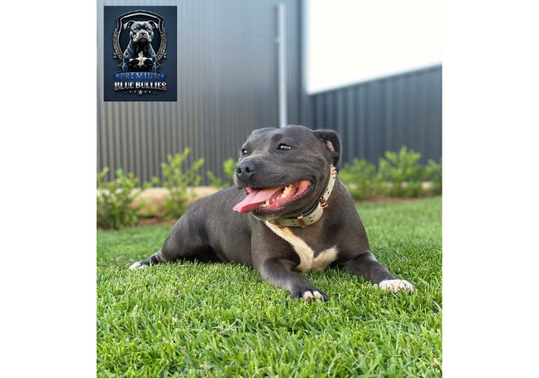 Breeder Gallery Large Image
