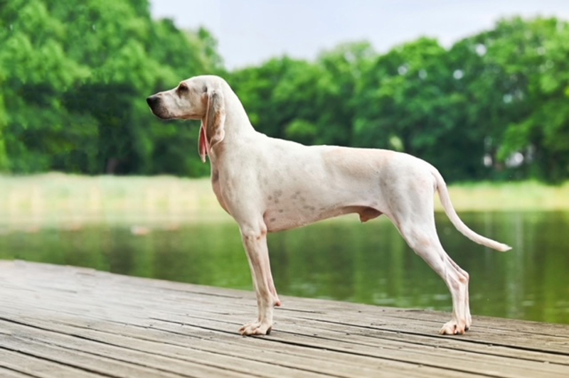 Breed Standard - Porcelaine