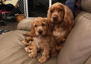Breeder - Mrs Aasha Salgado