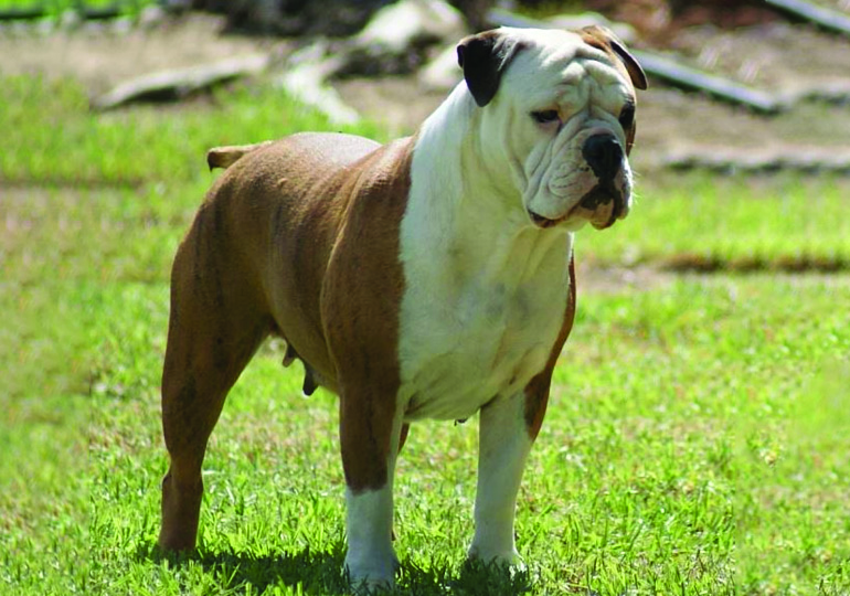 australasian_bosdog