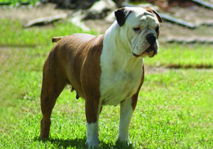 australasian_bosdog