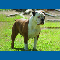 australasian_bosdog