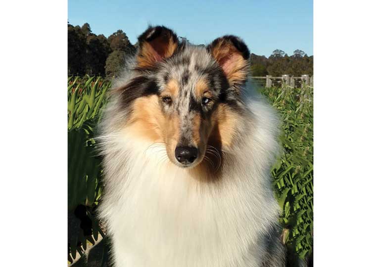 Breeder Gallery Large Image