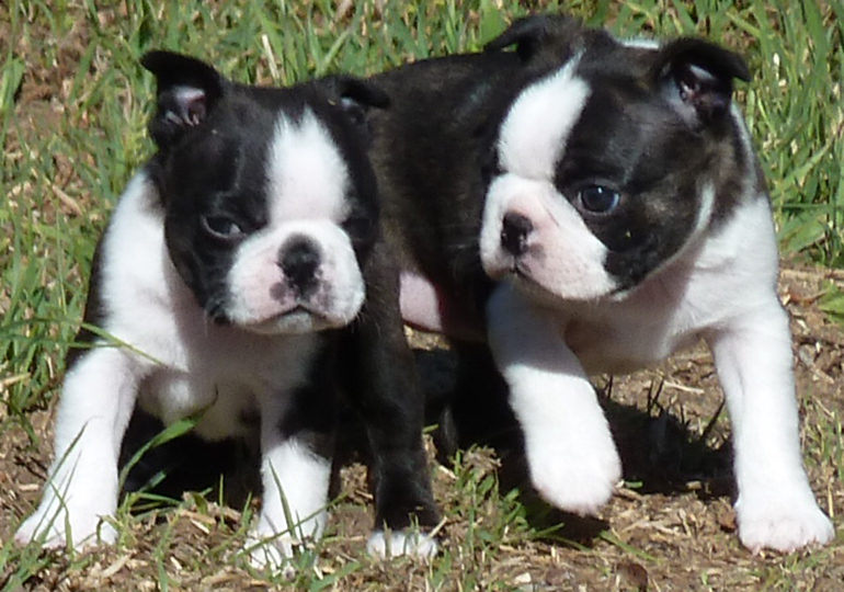 Breeder Gallery Large Image