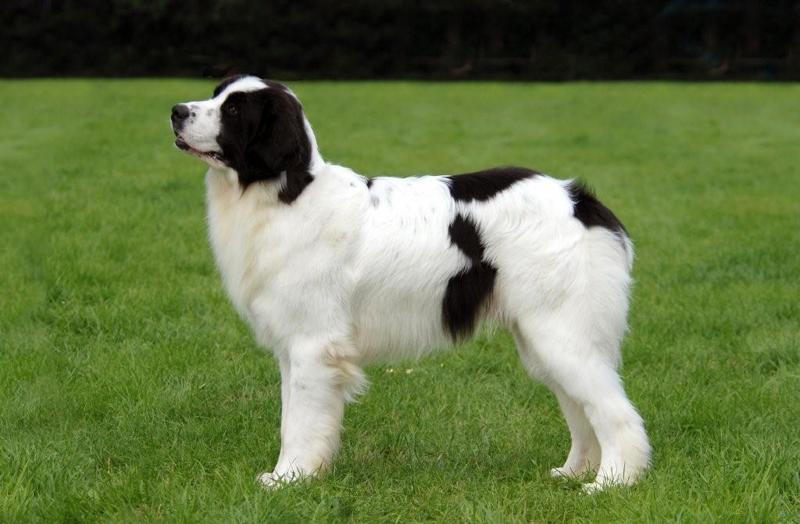 Landseer-ECT-01