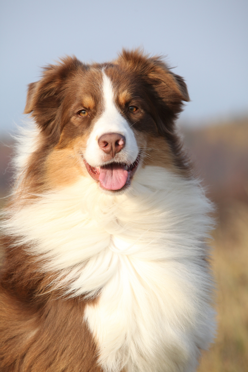 shutterstock_251780101