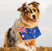2023 Australian Dog of the Year Award
