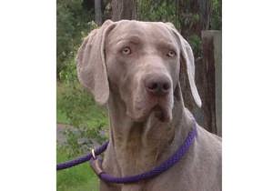 Breeder - Ms C Hill