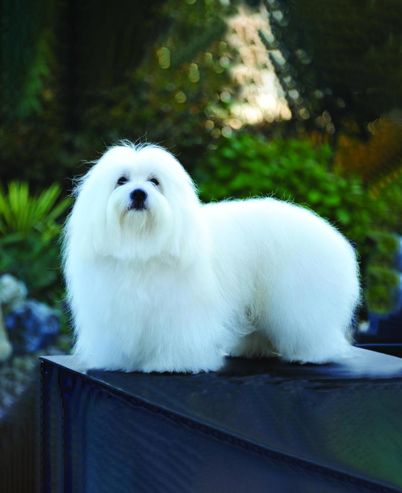 Coton De Tulear