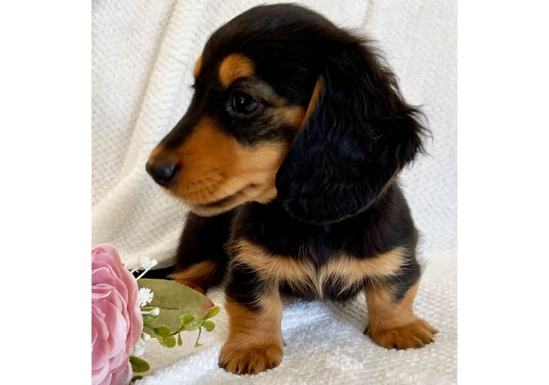 Breeder Gallery Large Image