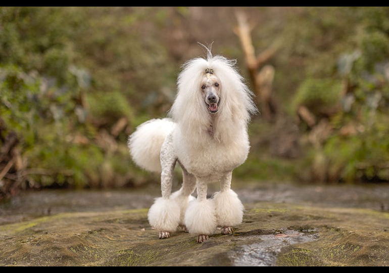 Breeder - Miss Keira Douglas