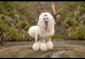 Breeder - Miss Keira Douglas