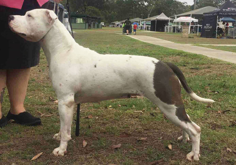 Breeder Gallery Large Image