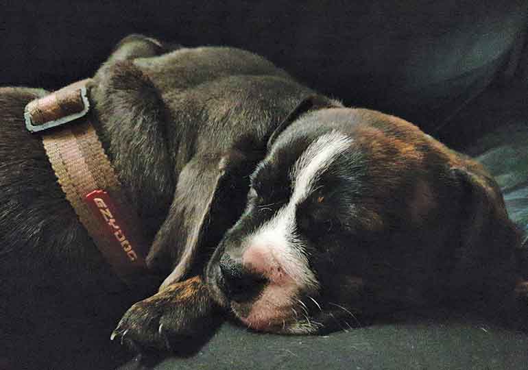 Breeder Gallery Large Image