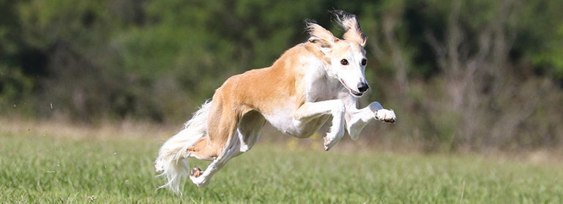 lure-coursing