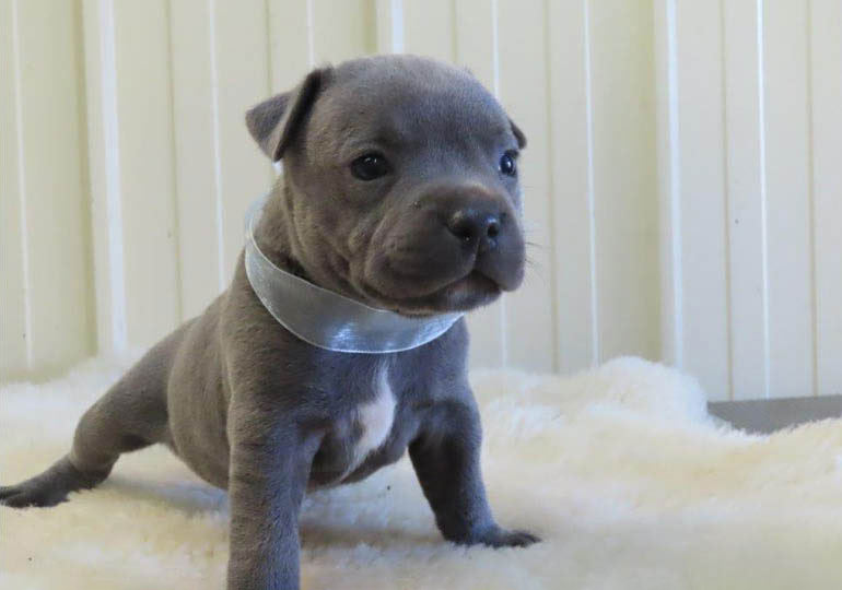 Breeder Gallery Large Image