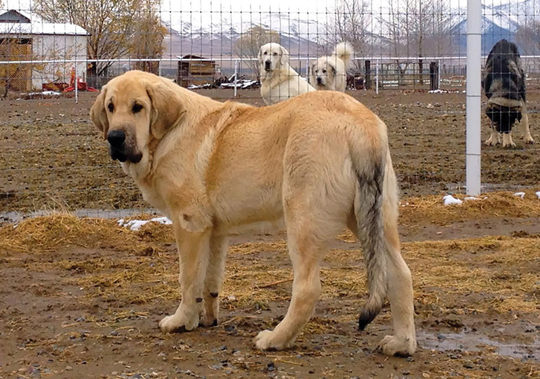 spanish_mastiff