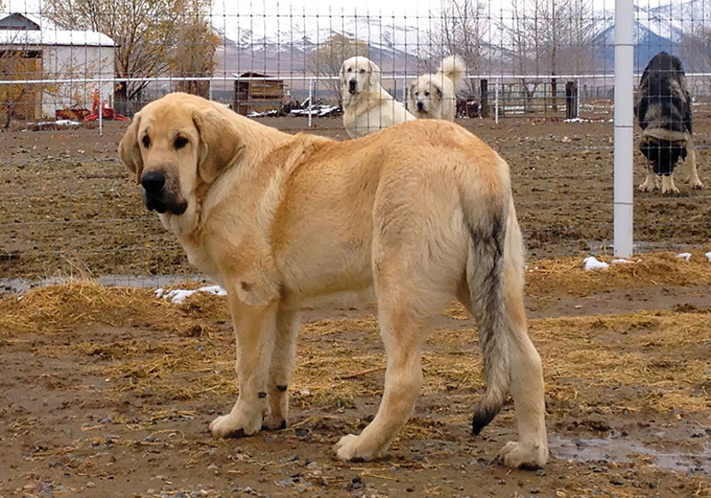 Breed Standard - Spanish Mastiff